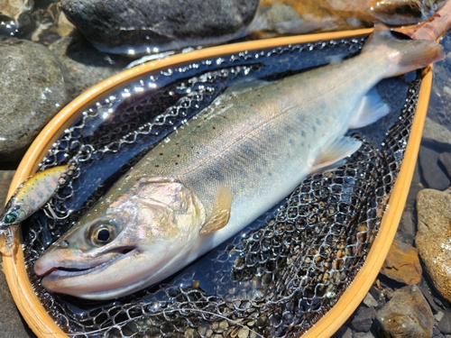 アマゴの釣果