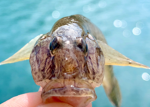 マハゼの釣果