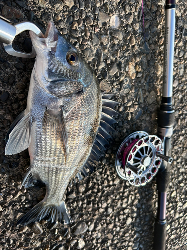 クロダイの釣果