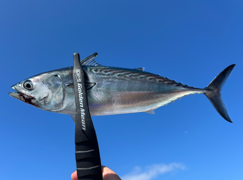 カツオの釣果