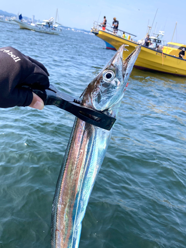 タチウオの釣果