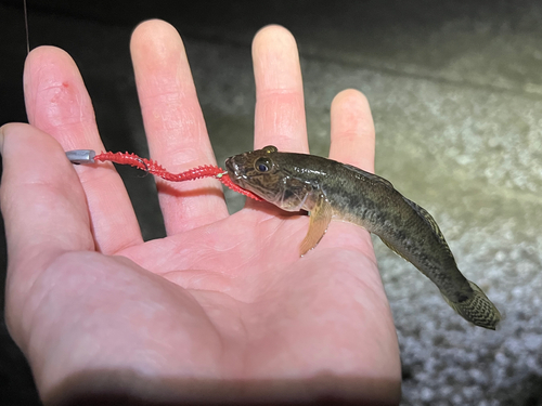 ハゼの釣果