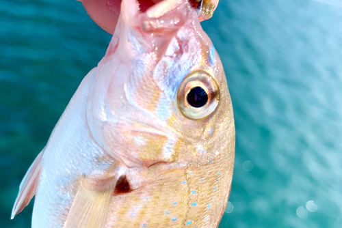 チャリコの釣果