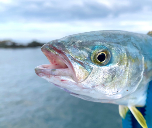 ワカシの釣果