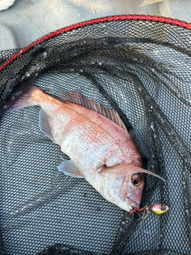 マダイの釣果