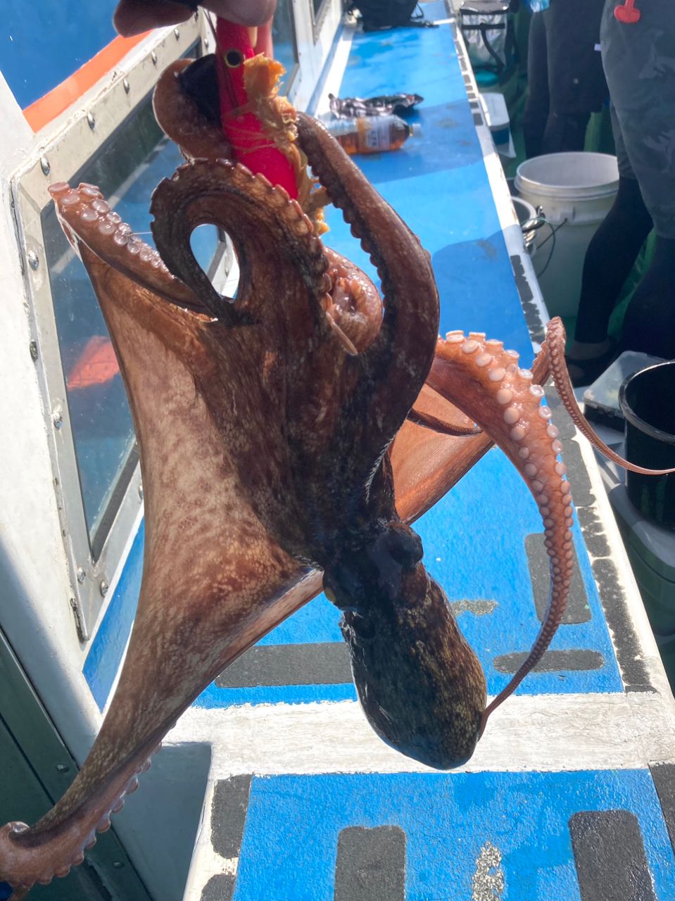 since 2020さんの釣果 2枚目の画像