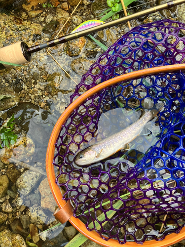 イワナの釣果