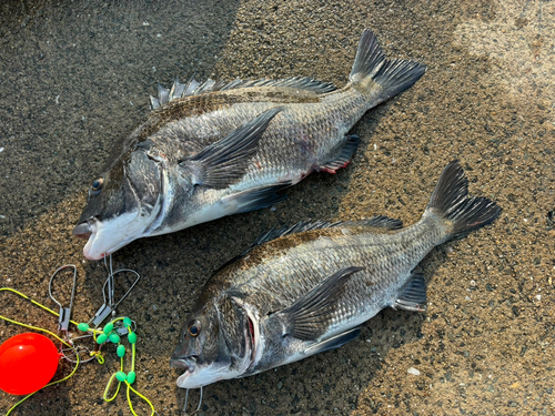 チヌの釣果