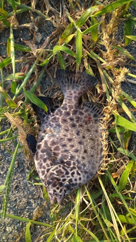 イシガキダイの釣果