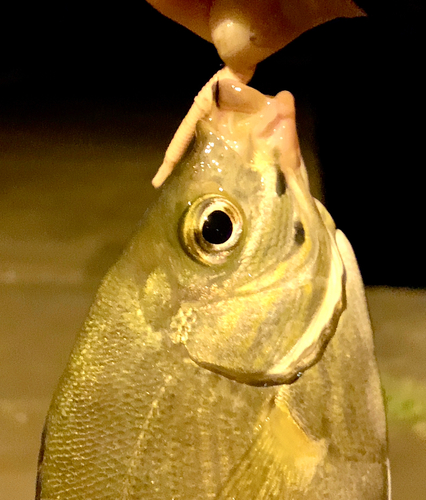 タナゴの釣果