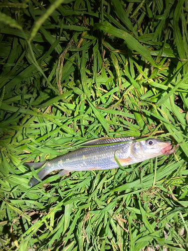 アメリカナマズの釣果