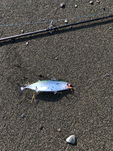 カツオの釣果