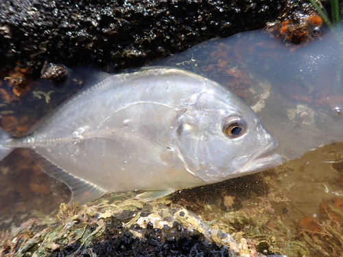 メッキの釣果