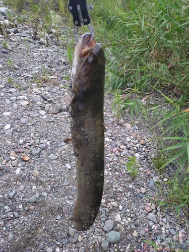 ナマズの釣果