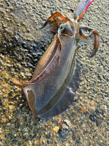 アオリイカの釣果