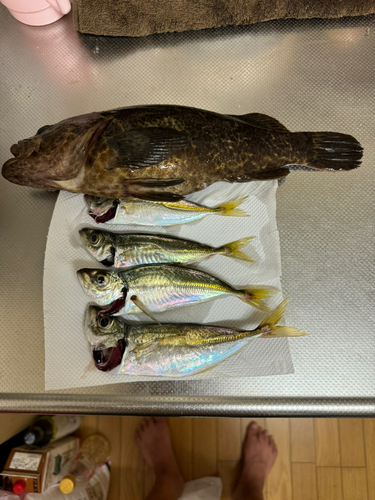 タケノコメバルの釣果