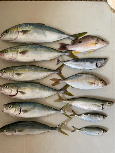 ツバスの釣果