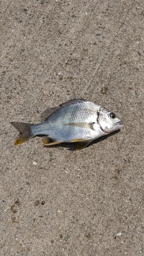 キビレの釣果