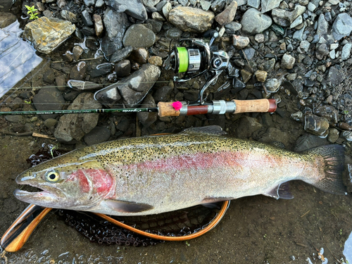 ニジマスの釣果