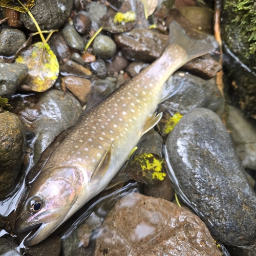 エゾイワナの釣果