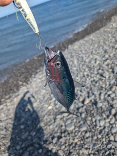 ソウダガツオの釣果