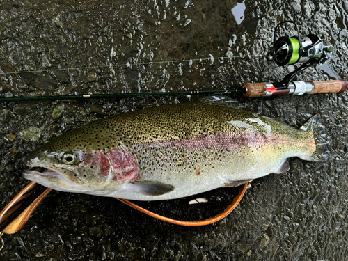 ニジマスの釣果