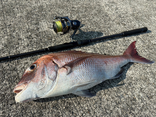 マダイの釣果