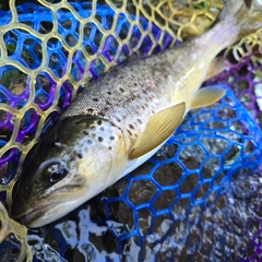 ブラウントラウトの釣果