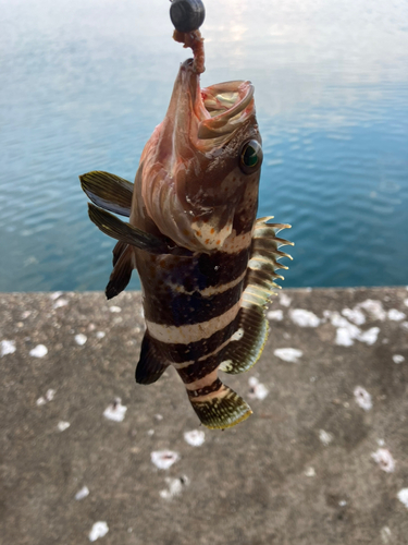 アオハタの釣果