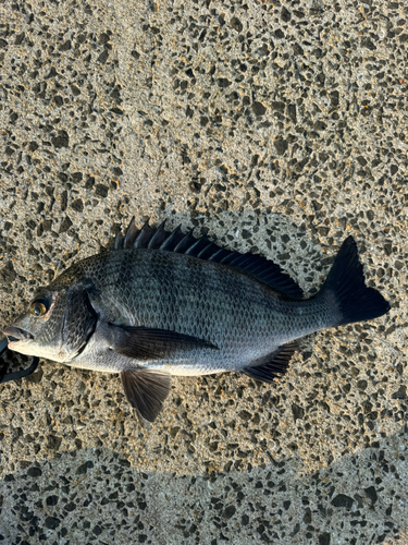 クロダイの釣果