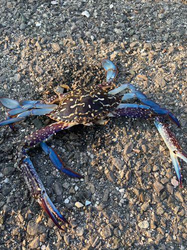 カニの釣果