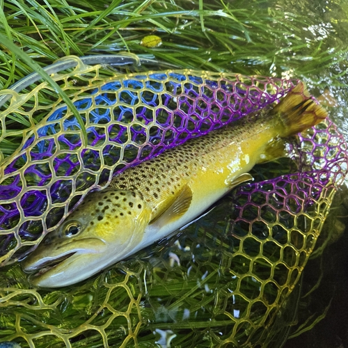 ブラウントラウトの釣果