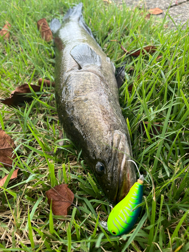 ライギョの釣果