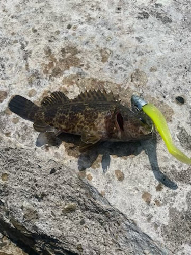 タケノコメバルの釣果