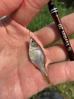 タイリクバラタナゴの釣果