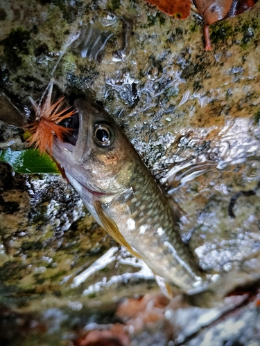 イワナの釣果