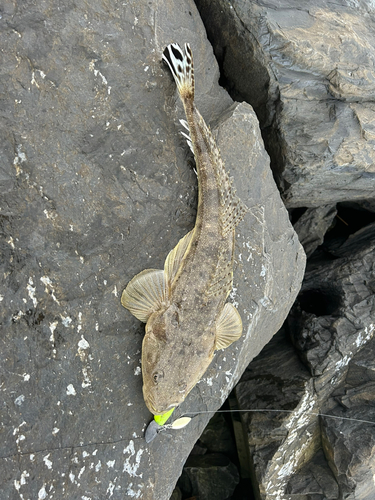 マゴチの釣果