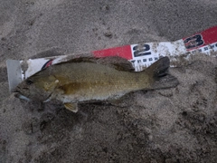 スモールマウスバスの釣果