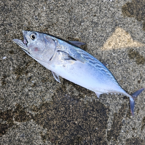 スマカツオの釣果