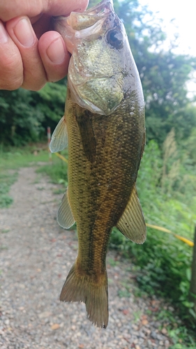 ラージマウスバスの釣果