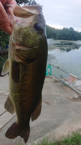 ラージマウスバスの釣果