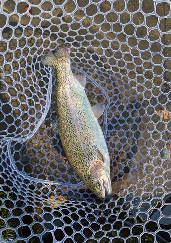 トラウトの釣果