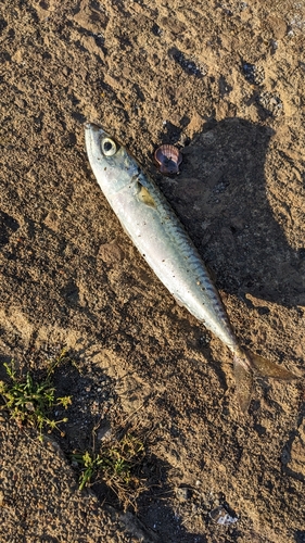 サバの釣果