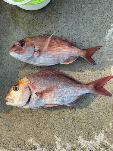 マダイの釣果