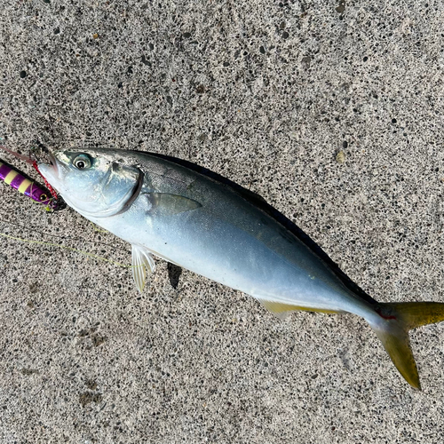 ワカシの釣果