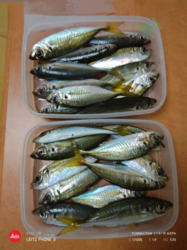 アジの釣果