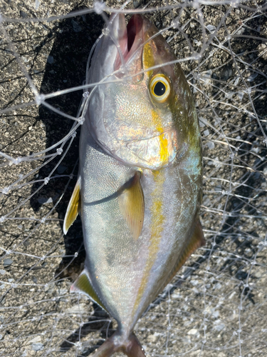 カンパチの釣果