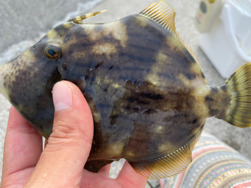 カワハギの釣果