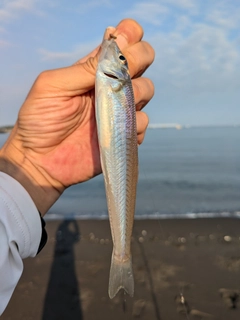 キスの釣果