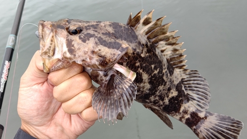 タケノコメバルの釣果